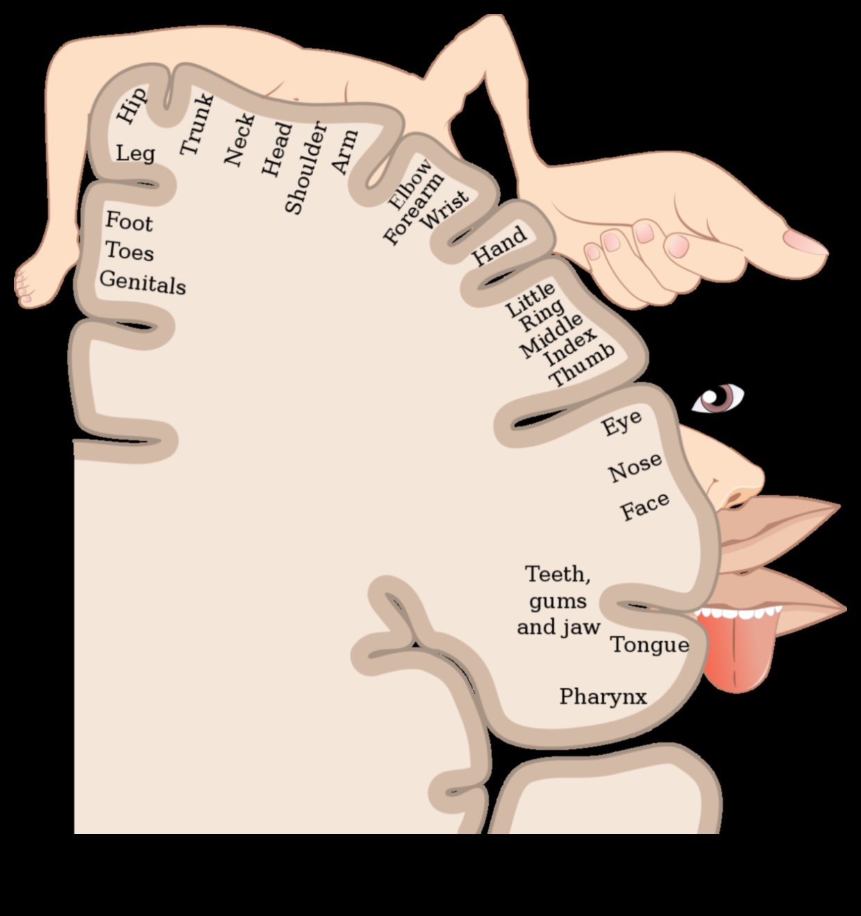 Armonia senzorială: o simfonie a meditației de scanare corporală