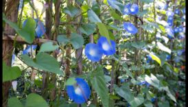 Morning Garden Glory Un mod feculent de a-ți începe onomastica 1 Morning Garden Glory: Hrănește-ți corpul cu sucuri proaspete de legume