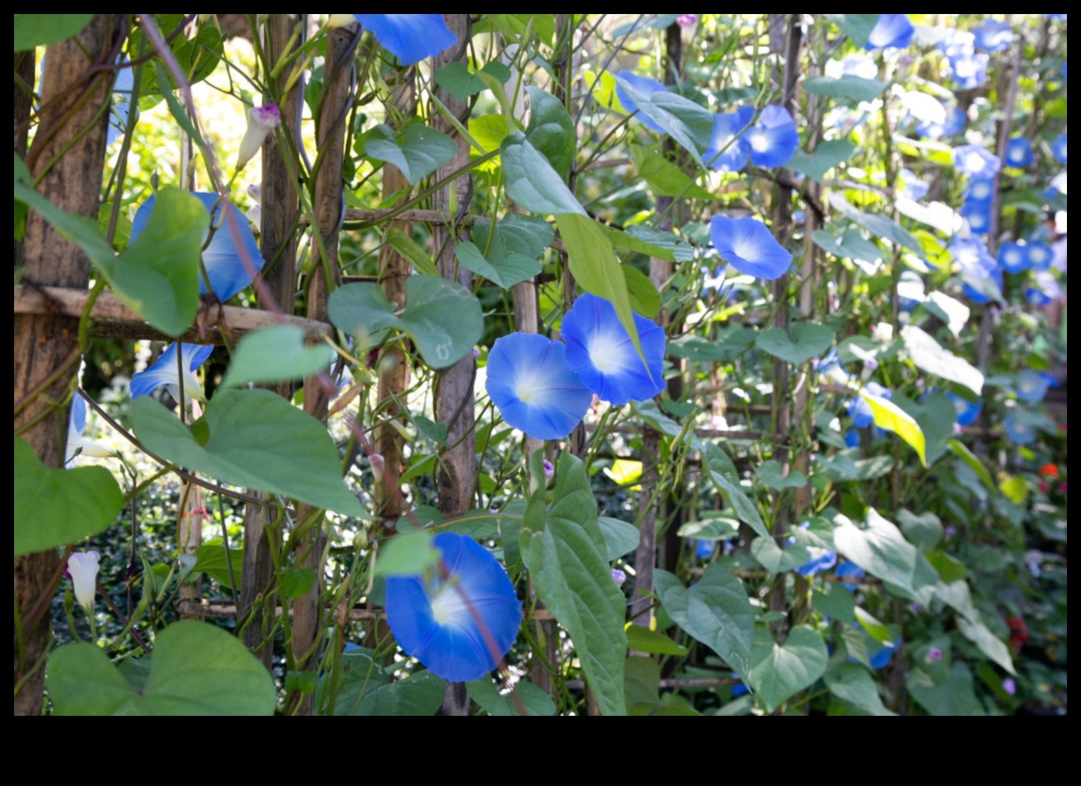 Morning Garden Glory: Hrănește-ți corpul cu sucuri proaspete de legume