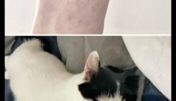 Prietenii cu blană: Dezvăluirea farmecului tatuajelor cu animale